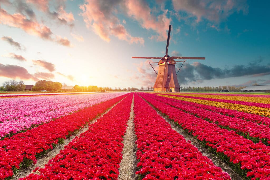 Ein Tulpenfeld in Holland, Michigan. Lange Reihen von leuchtend roten, rosa und gelben Tulpen führen zu einer klassischen Windmühle, die unter einem dramatischen Himmel bei Sonnenauf- oder untergang steht.