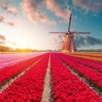 Ein Tulpenfeld in Holland, Michigan. Lange Reihen von leuchtend roten, rosa und gelben Tulpen führen zu einer klassischen Windmühle, die unter einem dramatischen Himmel bei Sonnenauf- oder untergang steht.