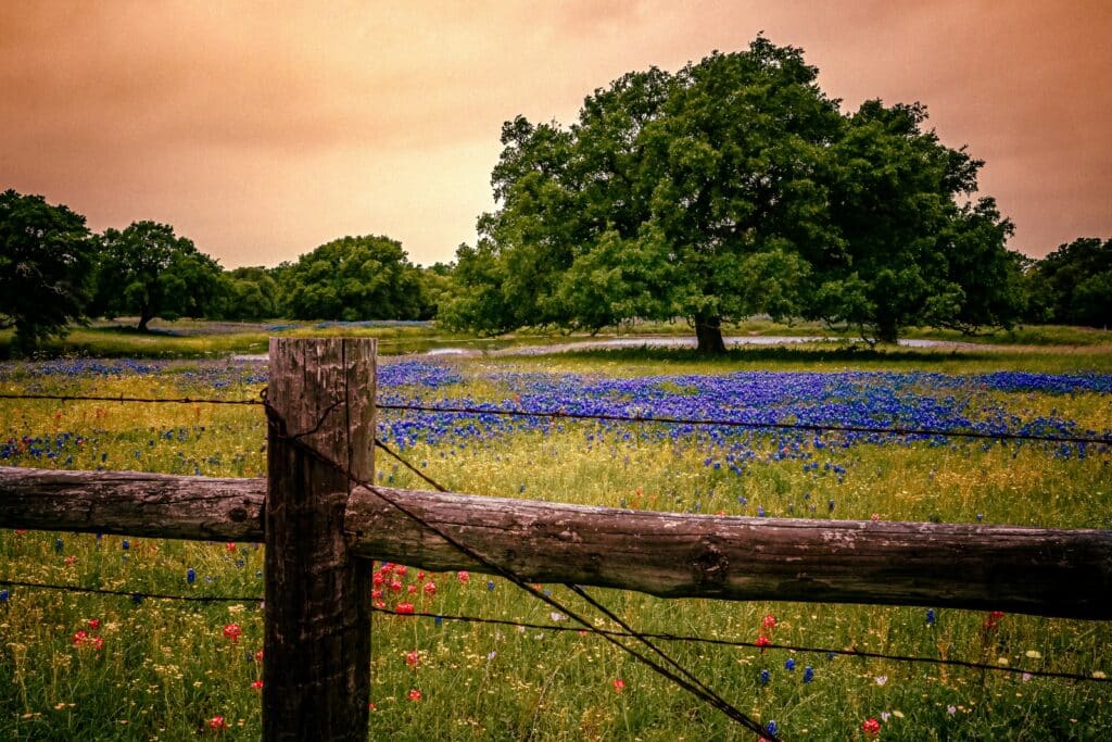Ein Feld mit Blaukappen-Lupinen - der texanischen Staatsblume - und anderen blühenden Wildblumen