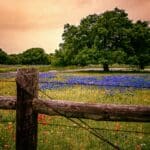 Ein Feld mit Blaukappen-Lupinen - der texanischen Staatsblume - und anderen blühenden Wildblumen