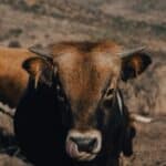 Junges Longhorn-Rind bei Fort Stockton, Texas