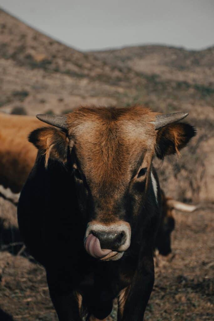 Junges Longhorn-Rind bei Fort Stockton, Texas