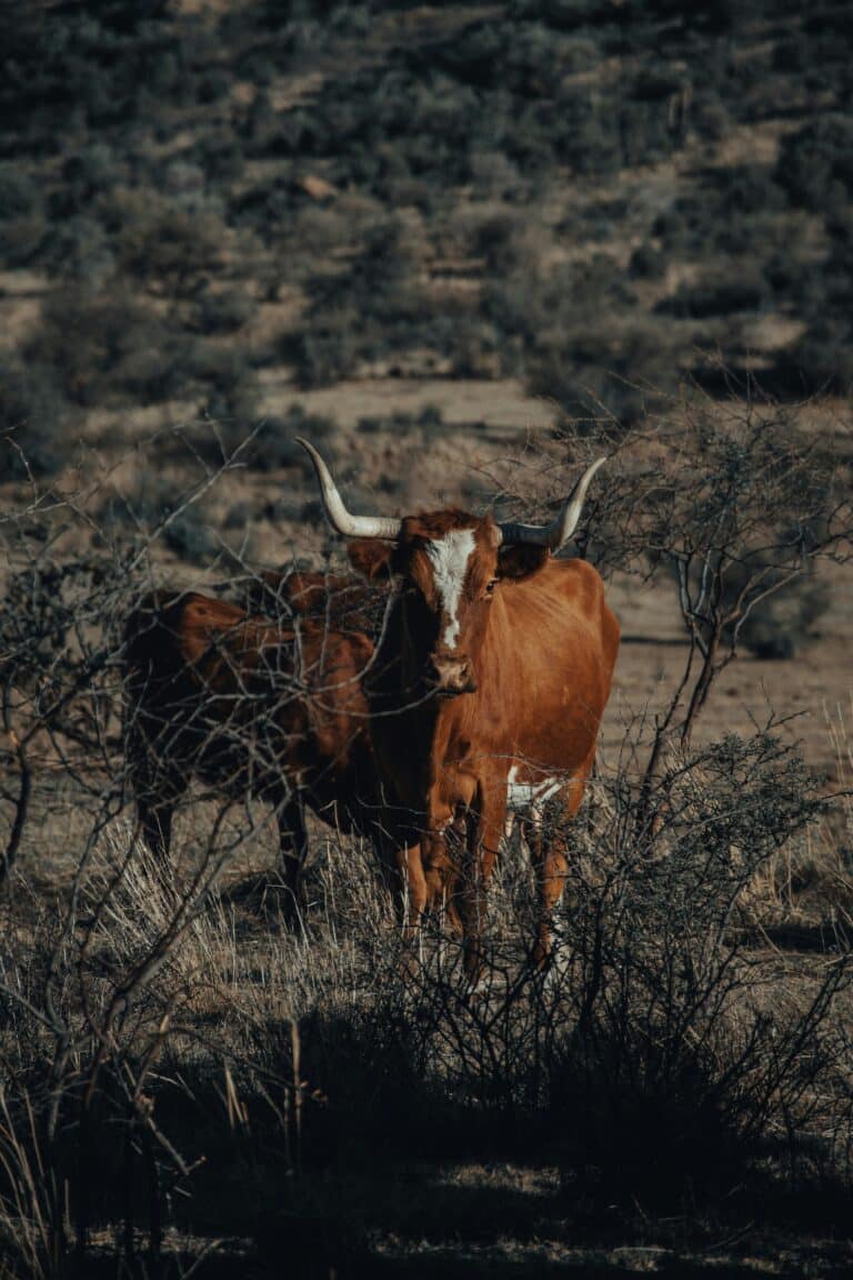 Longhorn-Rind bei Fort Stockton, Texas