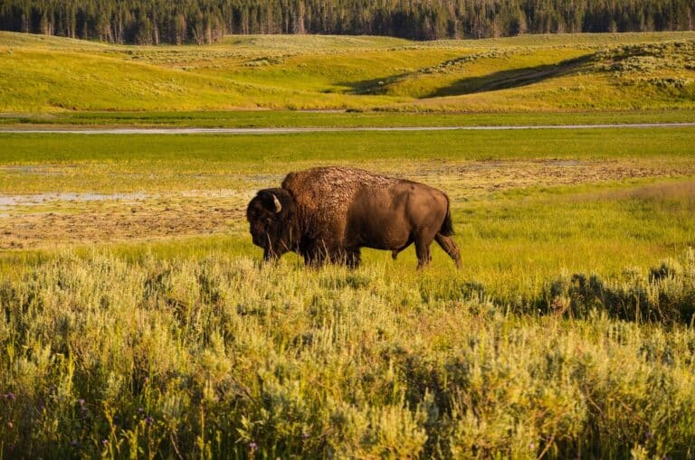 Bison im Yellowstone National Park