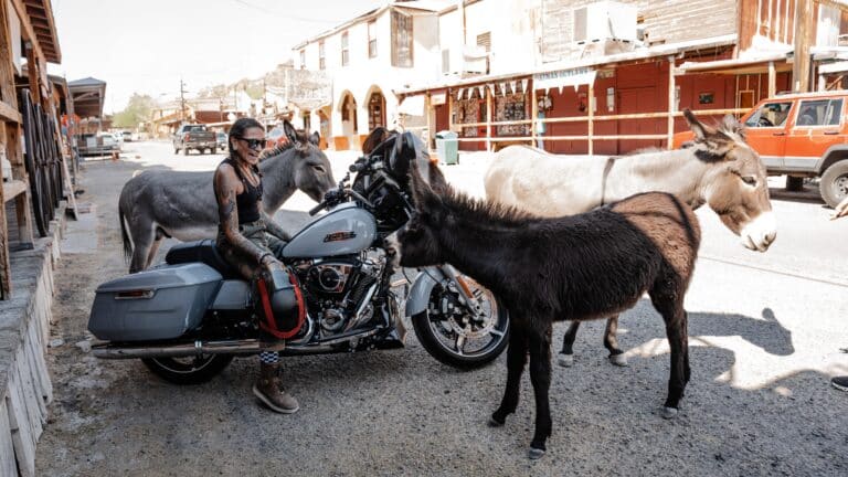 Motorradfahrerin in Oatman, Arizona mit wilden Eseln in der Main Street