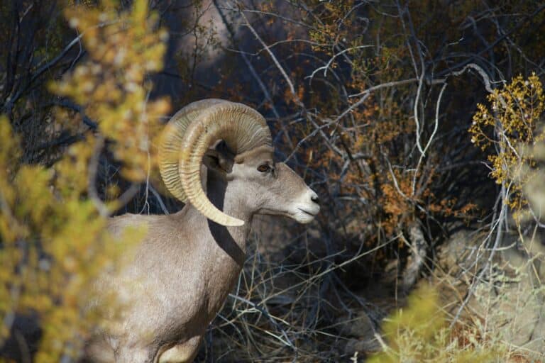 Dickhornschaf im Anza-Borrego Desert State Park